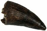 Serrated, Tyrannosaur (Nanotyrannus?) Tooth - Montana #323978-1